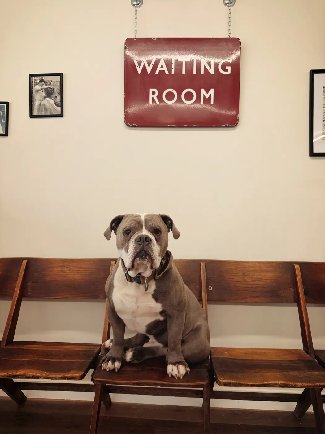 Rodney, Shop Dog at Rodney's Barbers