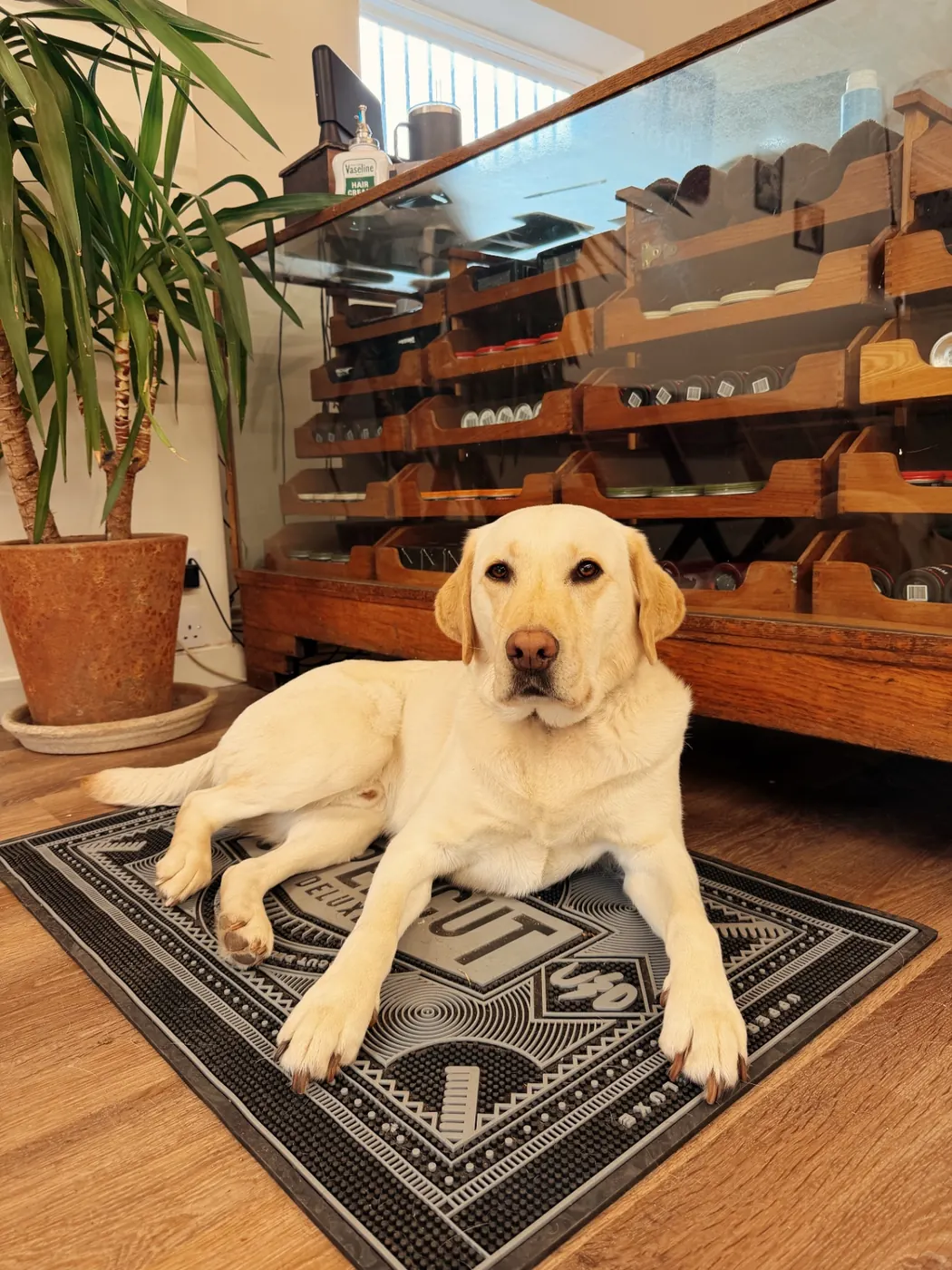Doug, Shop Dog at Rodney's Barbers
